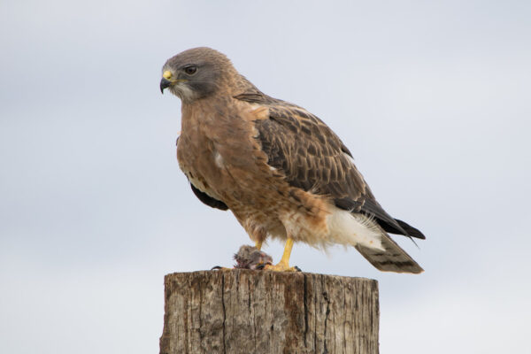 10 Species Of Hawks In Idaho [Images + Ids]