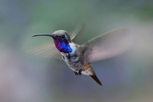14 Beautiful hummingbirds in Alabama [Pictures + IDs]