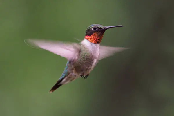 6 Beautiful hummingbirds in Indiana [Pictures + IDs]