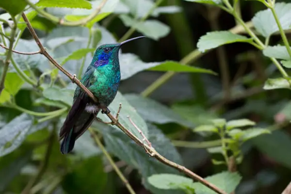 11 Beautiful hummingbirds in Georgia [Pictures + IDs]