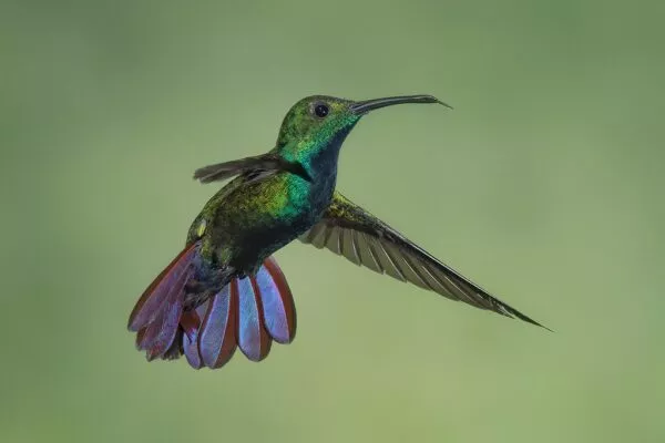 6 Beautiful hummingbirds in Wisconsin [Pictures + IDs]