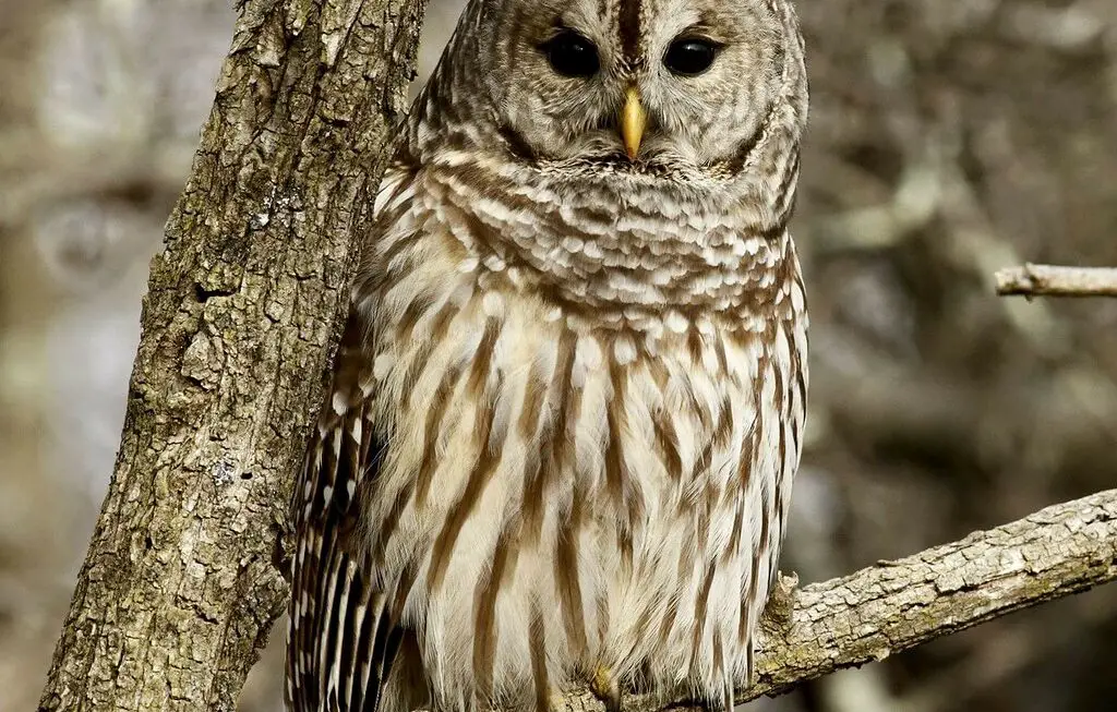 8 Types of Owls in Delaware [Images + Ids]