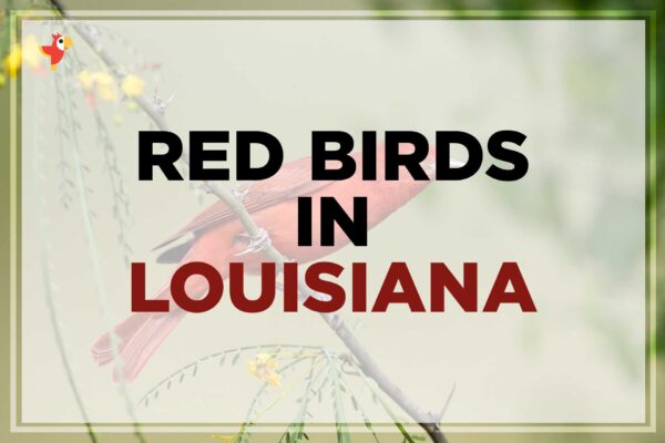 10 Beautiful Red Birds in Louisiana [Images + IDs]