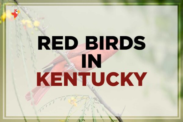 9 Beautiful Red Birds in Kentucky [Images + IDs]