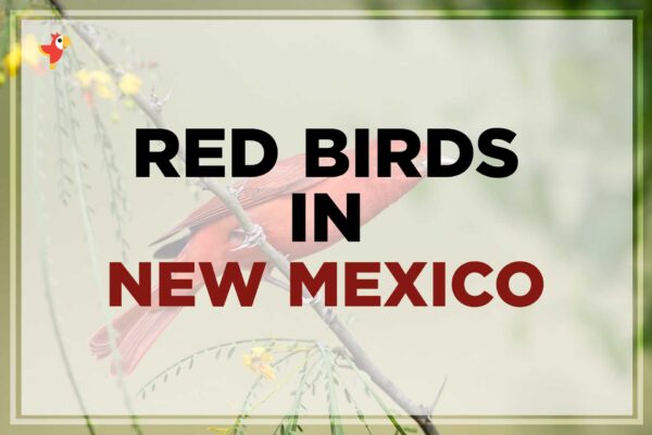 13 Beautiful Red Birds in New Mexico [Images + IDs]