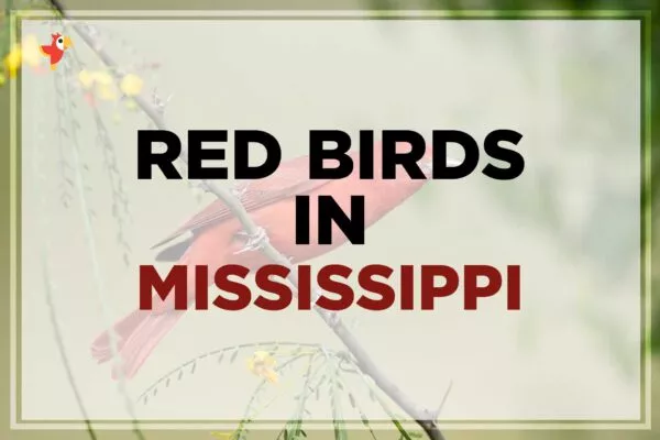 7 Beautiful Red Birds in Mississippi [Images + IDs]