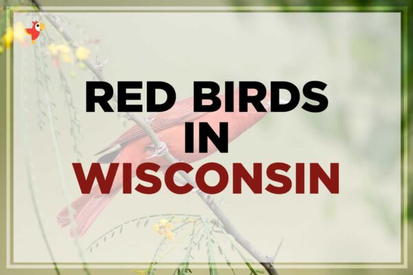 11 Beautiful Red Birds in Wisconsin [Images + IDs]