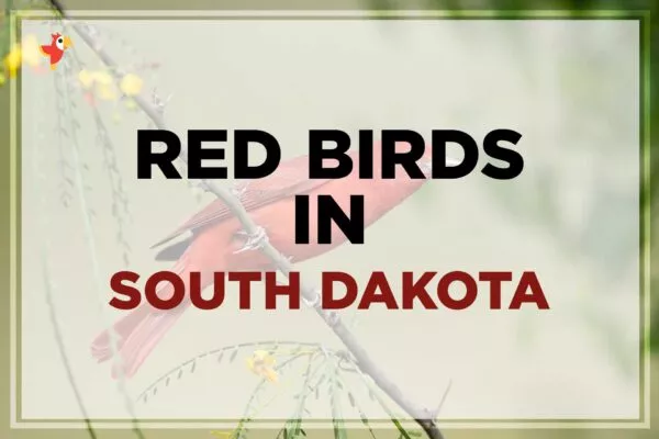 11 Beautiful Red Birds in South Dakota [Images + IDs]