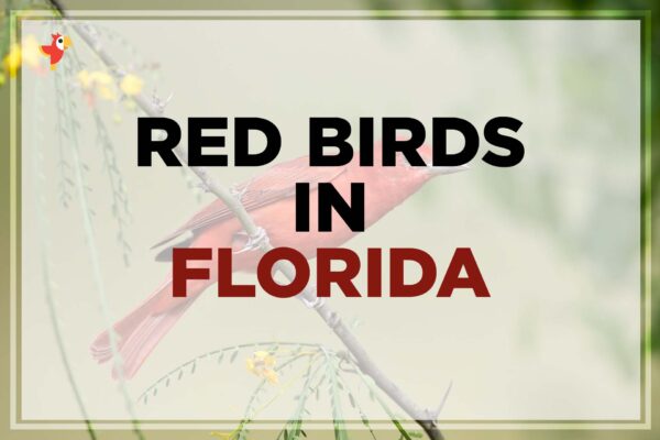 13 Beautiful Red Birds in Florida [Images + IDs]