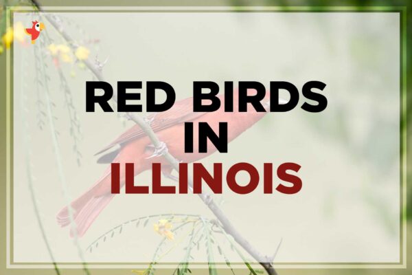 11 Beautiful Red Birds in Illinois [Images + IDs]