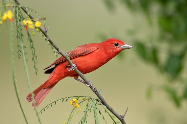 10 Beautiful Red Birds in North Carolina [Images + IDs]