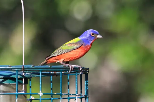 10 Beautiful Red Birds in Delaware [Images + IDs]