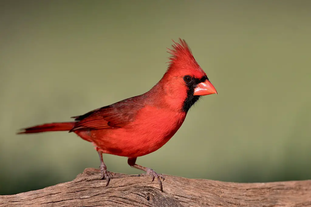Types of red birds
