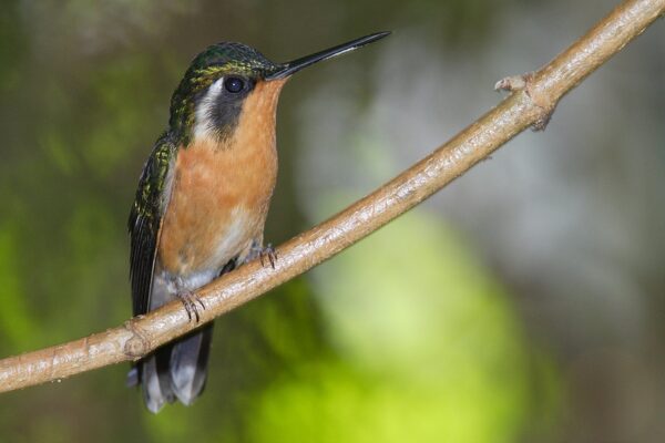 12 Beautiful hummingbirds in North Carolina [Pictures + IDs]