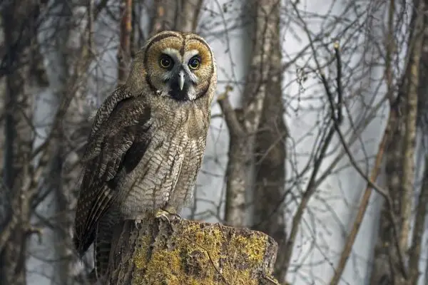 10 Types of Owls in Michigan [Images + Ids]