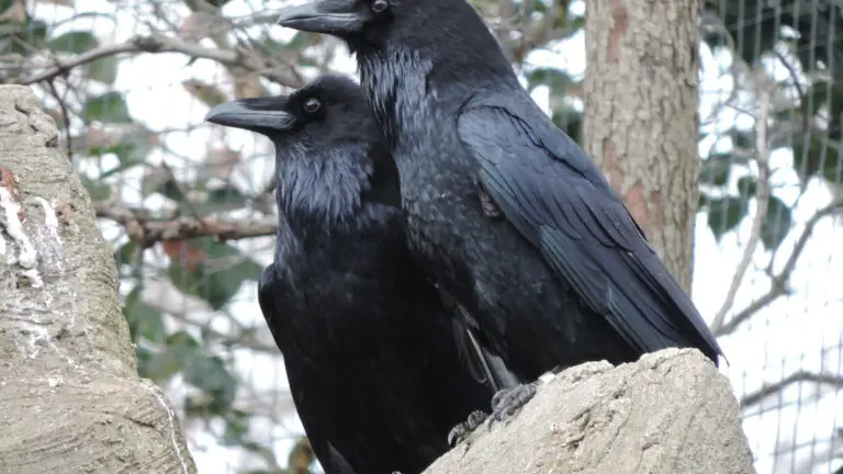 Why is a Group of Ravens Called an Unkindness: Exploring the Fascinating World of Raven Collective Nouns