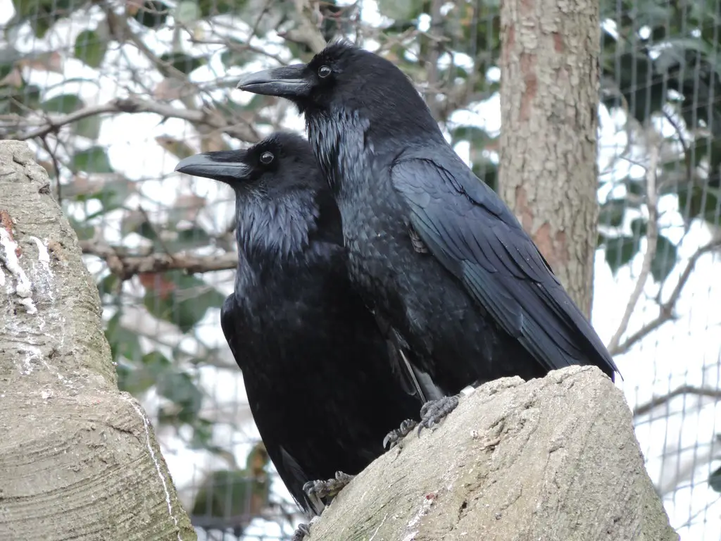 what-is-a-group-of-ravens-called