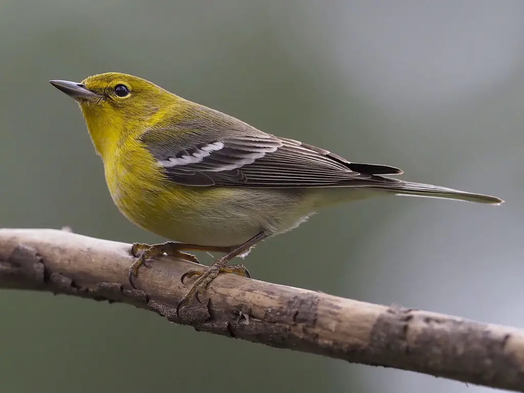 38 Astonishing Birds with Yellow bellies [Images + IDs]