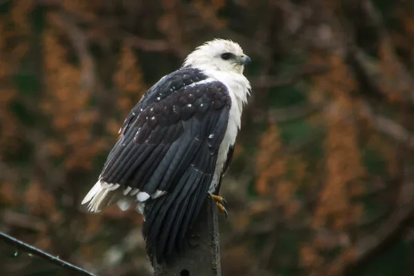 12 Majestic Hawks with White Heads [Images + IDs]