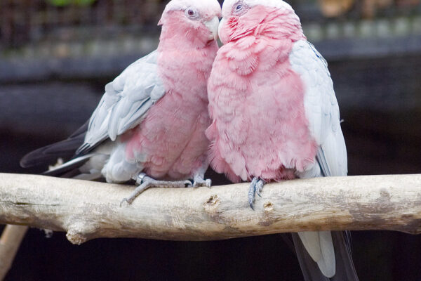 17 Beautiful Pink Birds [Images + IDs]
