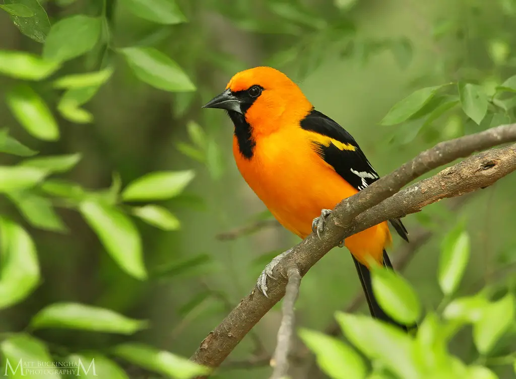 38 Astonishing Birds with Yellow bellies [Images + IDs]