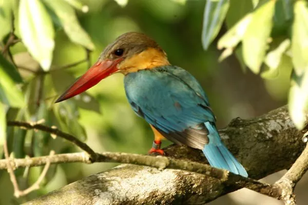 13 Blue Birds with Orange Chest [Images + IDs]