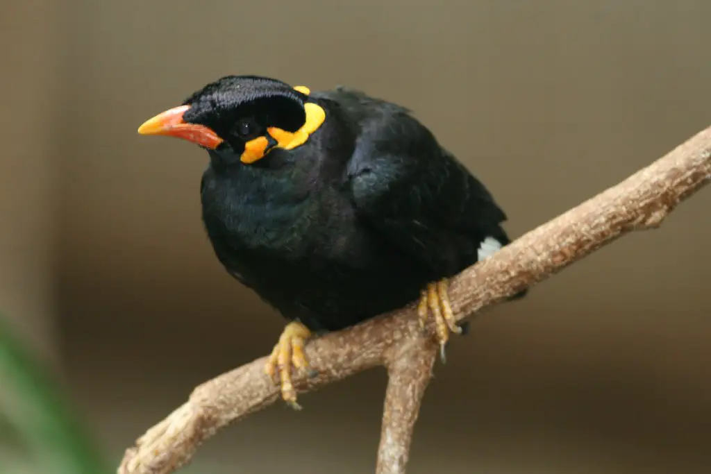 Black Birds with Yellow Beaks