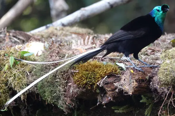 18 Black Birds with Green Heads [Images + IDs]