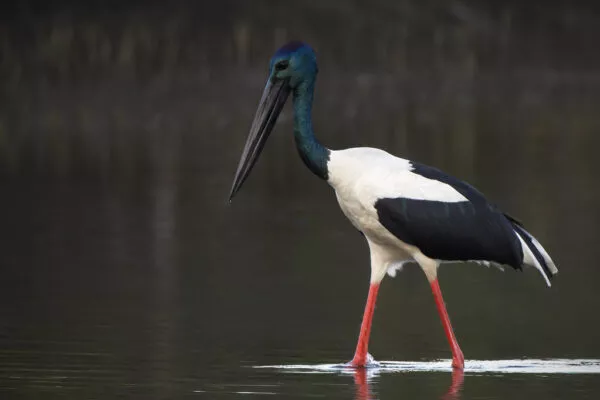 30 Birds With Red Legs [Images + IDs]