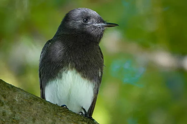 20 Stunning Black Birds with White Bellies [Images + IDs]