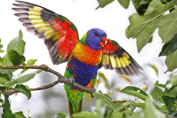 What Does it mean when you see Colorful Birds in Dream