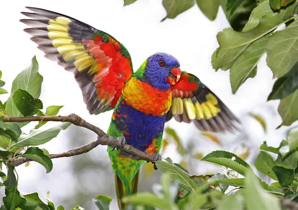 What Does It Mean When You Dream About Colorful Birds?