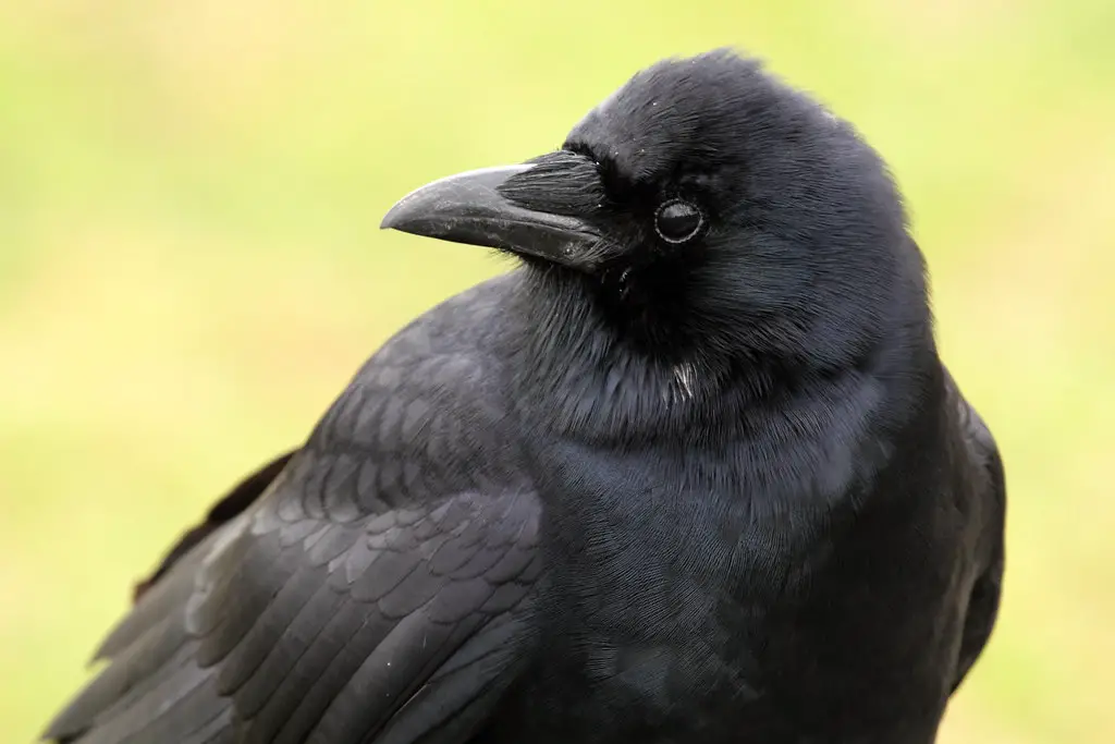 how long do crows live