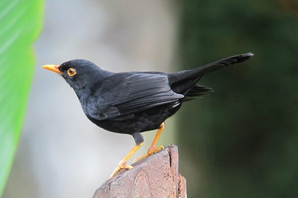 11 Black Birds with Yellow Beaks [Images + IDs]