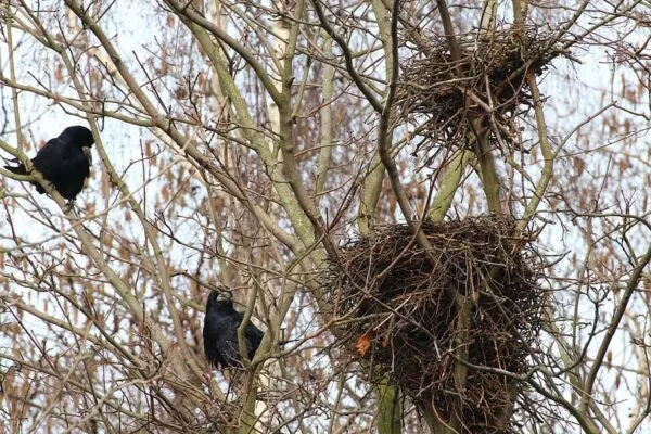 Definitive Guide to Crows Nesting Behavior, Location and Eggs
