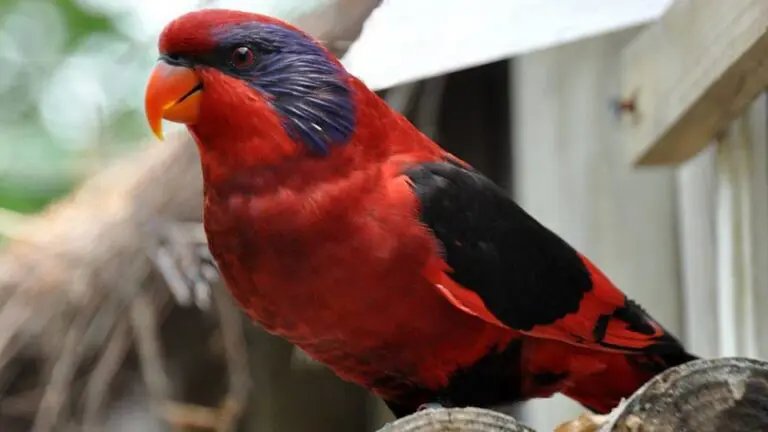 Red Birds With Black Wings