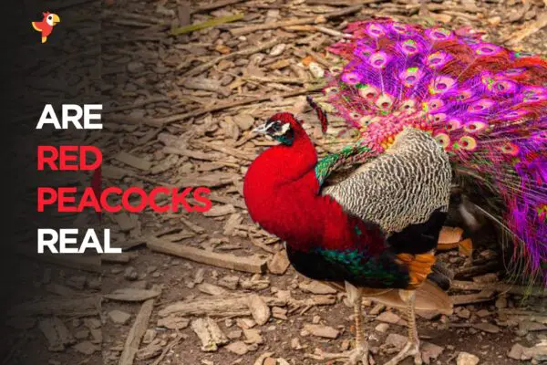 Are Red Peacocks Real? [Unlocking the Mystery]