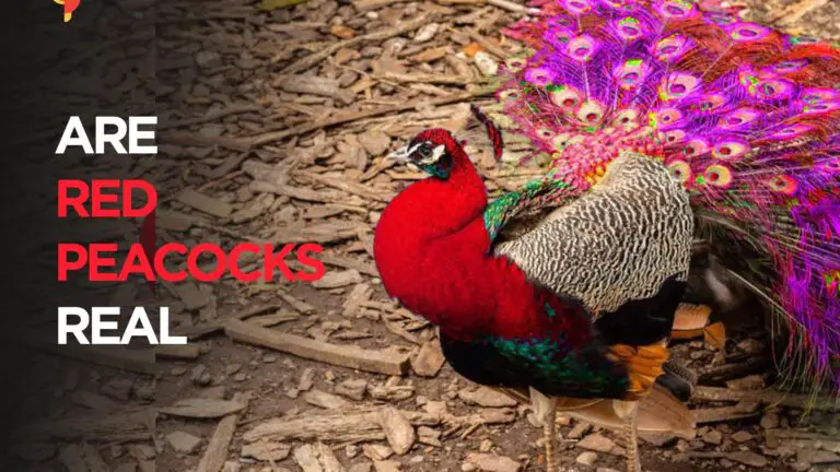 Are Red Peacocks Real