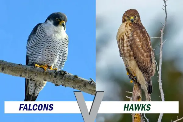 Hawks vs Falcons [Everything you need to know]