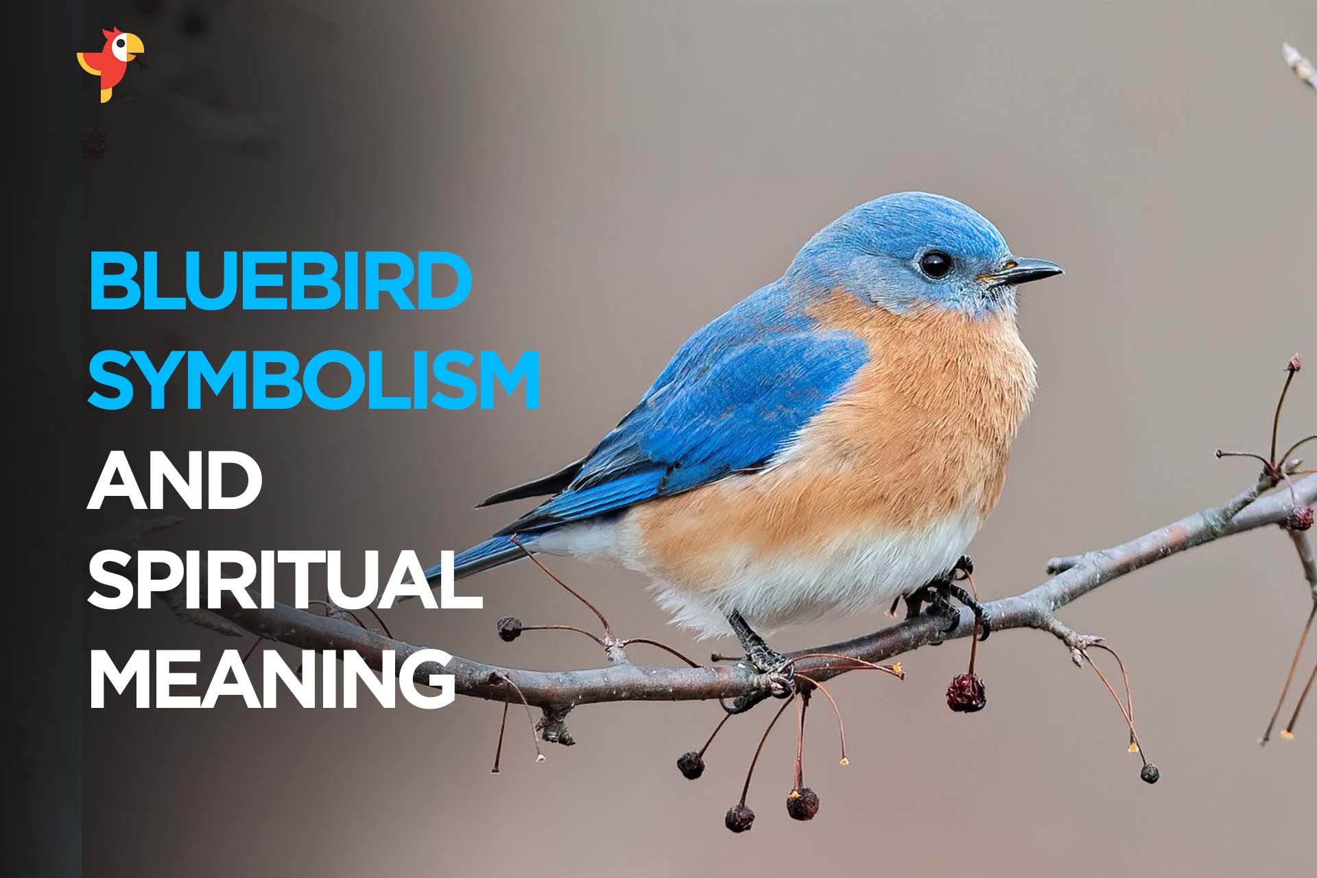 Bluebird Symbolism, Spiritual Meaning and Totem