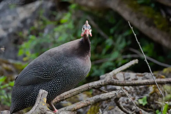 18 Black Birds With White Spots [Images + IDs]