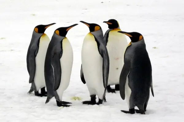 Is Penguin A Bird? All You Need to Know