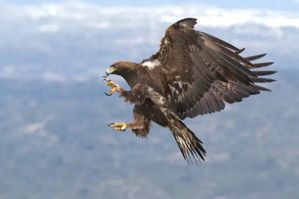 65 Amazing Facts About Eagles that you Should Know