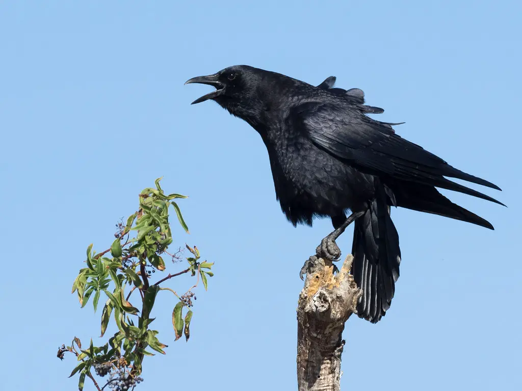 Astonishing Black Birds with Black Beaks [with Images]