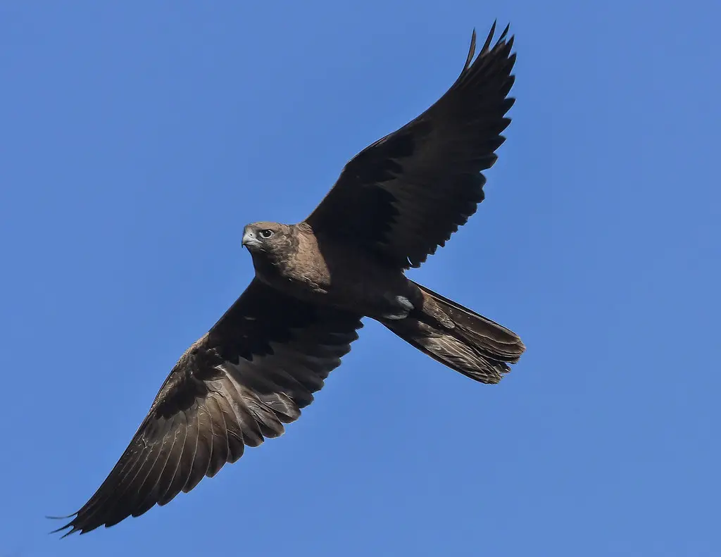 Beautiful Black Birds with White Beaks [images + IDs]