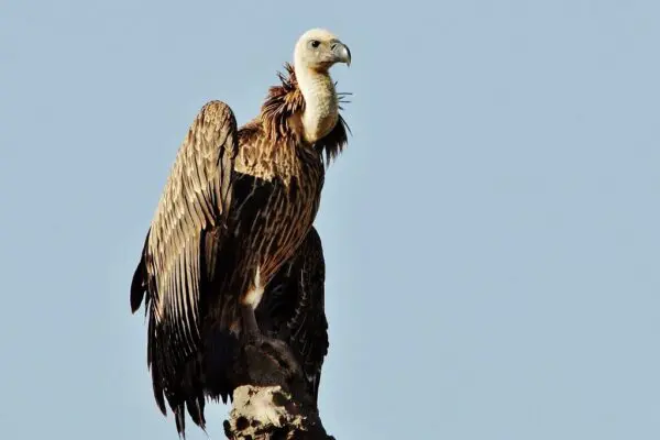 Are Birds Mammals? All You Need To Know