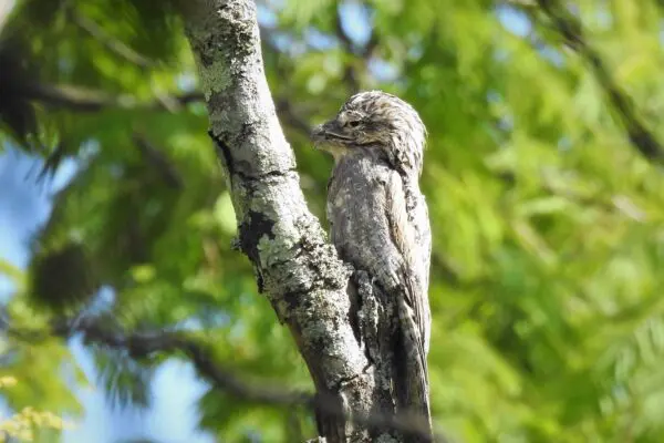 Urutau bird (Potoo or Ghost Bird) All you need to know