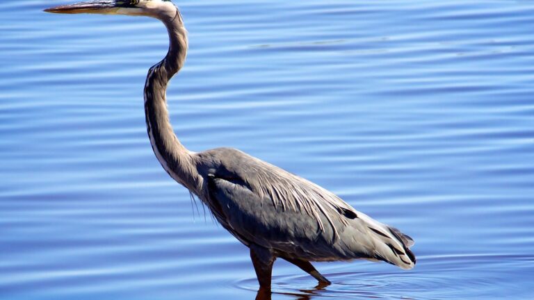 Types Of Herons Found In Florida [with Images]