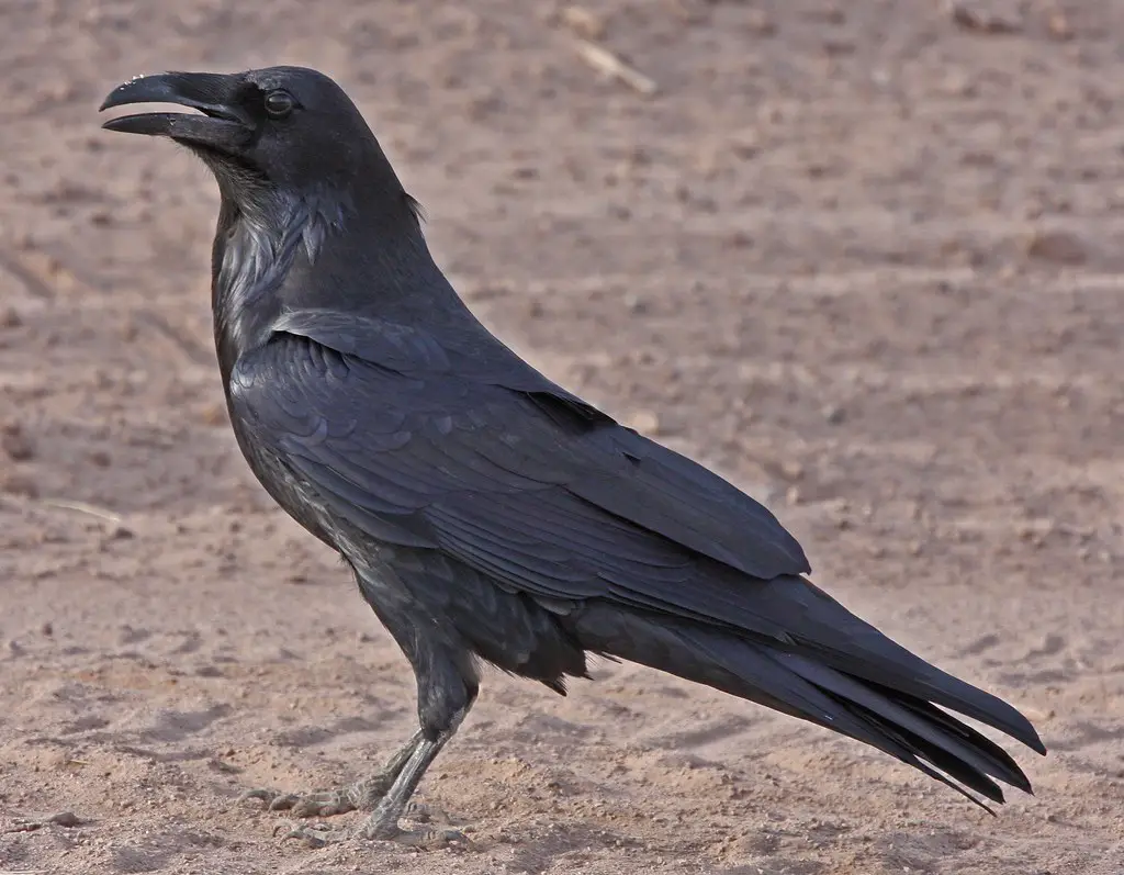 Astonishing Black Birds with Black Beaks [with Images]