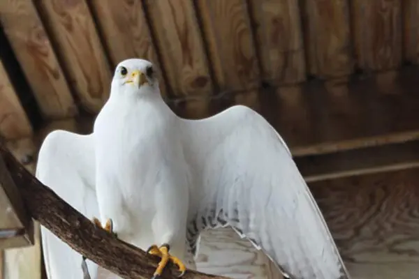 22 Species of White Birds of Prey  [images + IDs]